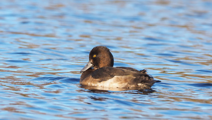 duck Aythya fuligula on the river