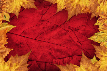 Fototapeta premium Dry Maple Leaves Border On Dark Red Background