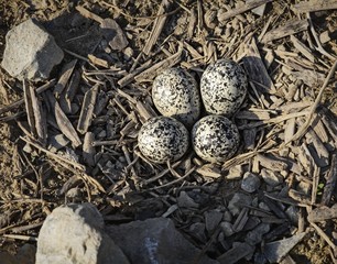 Bird Eggs And Rock Nest- 0030