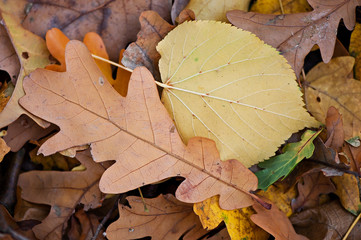 Background of autumn leaves, nature, seasons.