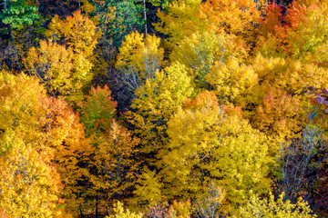 Beautiful forest in early fall Adirondack