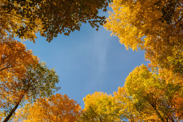 Fall leaves and blue sky