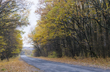 Fototapeta premium Narrow road in the autumn forest