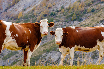 Deux vaches de couleurs blance et brune, gros plan, dans les montagnes.