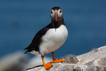 Atlantic Puffin