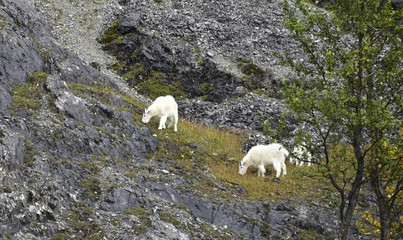 mountain goat in alaska © chaolik