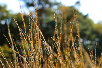 Fototapeta premium Heide