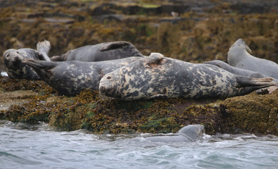 Naklejka na ściany i meble Grey Seal in the Farne Islands