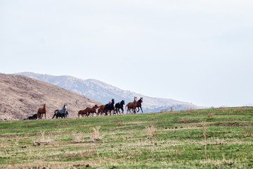 Running herd of horses