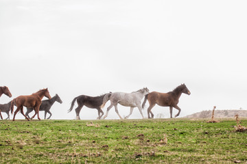 Obraz na płótnie Canvas Running herd of horses