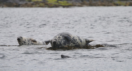 Grey Seal in the Farne Islands