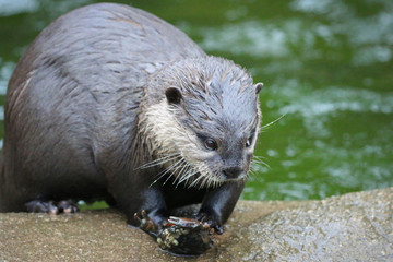 Otter