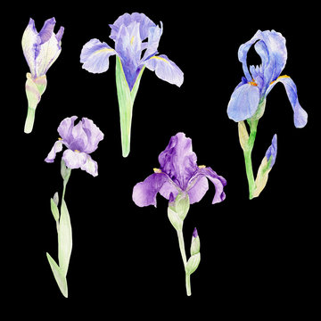 Purple iris, watercolor illustration, floral, botanical, clip art, hand painted, wedding, birthday, invitation, calendar, banner, thank you card, holiday, spring, seasonal