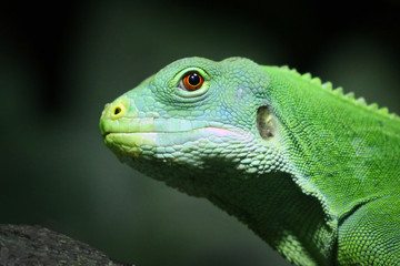 Green Lizard
