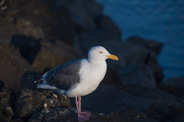 Obraz premium seagull