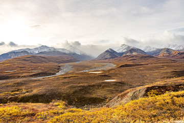 Denali National Park, Alaska with mountain snow top background and yellow falls color of Aspen trees 