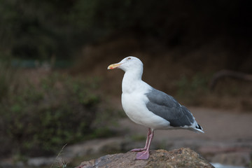 Fototapeta premium seagull