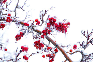 Rowan berries covered with ice