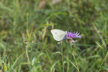 Pieris brassicae, white butterfly sitting on Carduus acanthoides