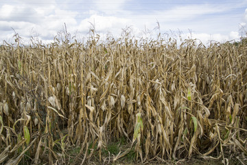 Closeup of a field of corn ready for harvest