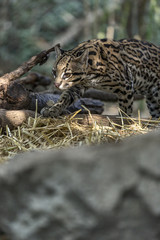 The ocelot (Leopardus pardalis)