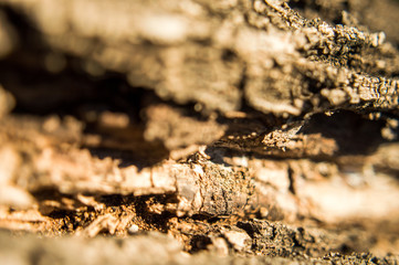 Macro wood