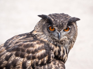 Eurasian Eagle Owl