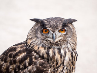 Eurasian Eagle Owl