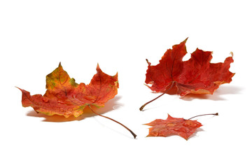 Autumn leaves with water drops