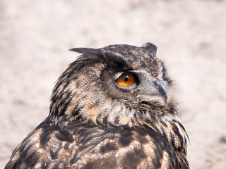 Eurasian Eagle Owl