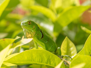 Baby Green Iguana On Green Leaves