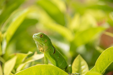 Baby Green Iguana On Green Leaves