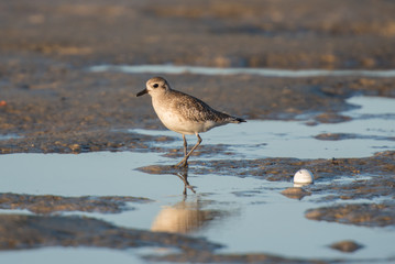 plover