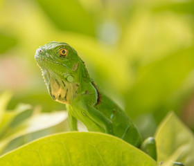Baby Green Iguana On Green Leaves