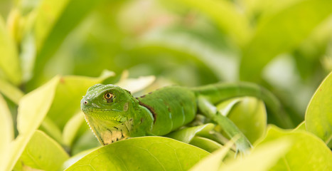 Baby Green Iguana On Green Leaves