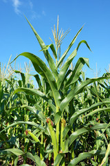 Young corn cobs against bright blue sky.