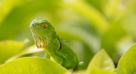 Baby Green Iguana On Green Leaves