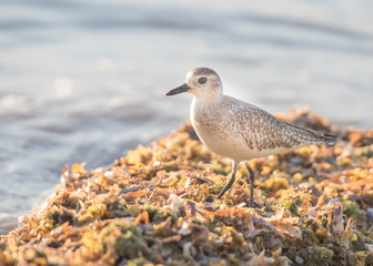 plover