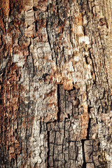 old wood with small cracks