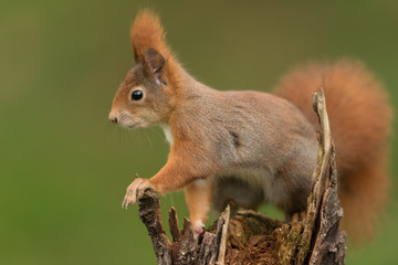 Eurasian red squirrel, Sciurus vulgaris