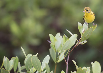 prairie warbler