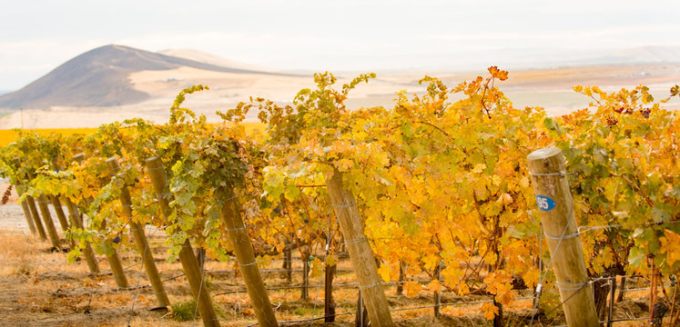 Red Mountain, WA  vineyards in  autumn color