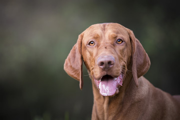 Head of hungarian hound dog