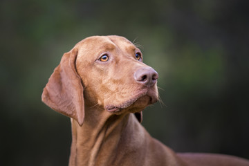 Head of hungarian hound dog