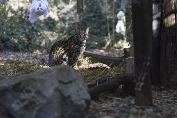 The ocelot (Leopardus pardalis)