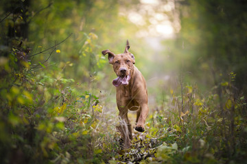 Running funny hunter dog in autumn