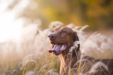 Head of hungarian hound dog in evening sunset