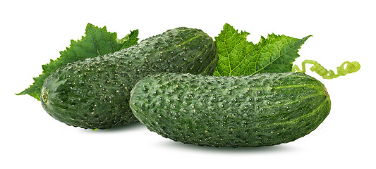 Fresh cucumbers with leafs isolated on white background with clipping path