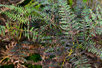 Welkes Heidekraut im Detail