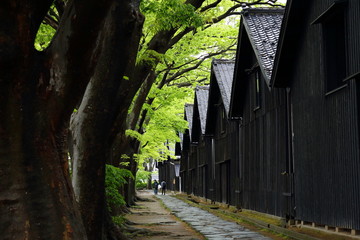 新緑の山居倉庫　五月雨に濡れたけやき並木　Sankyo-Warehouse / Sakata, Yamagata, Japan